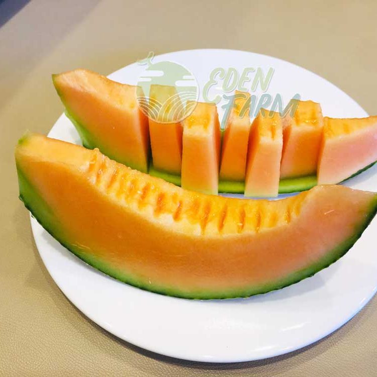 Dưa lưới Hinata Nhật Bản