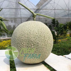 Dưa lưới Eden Sweet trồng trong nhà màng