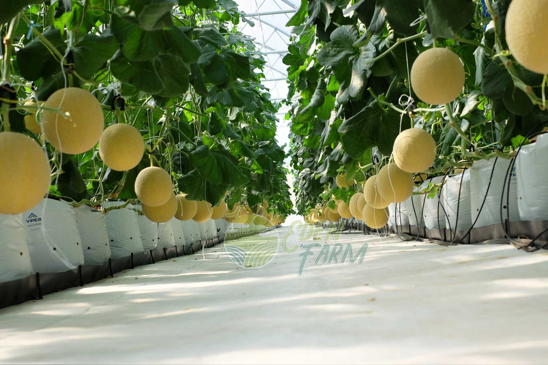 Trang trại trồng dưa lưới trong nha kính tại Bình Thuận