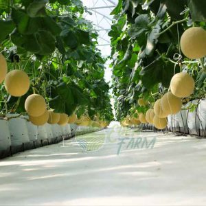 Kỹ thuật trồng dưa lưới sạch, an toàn