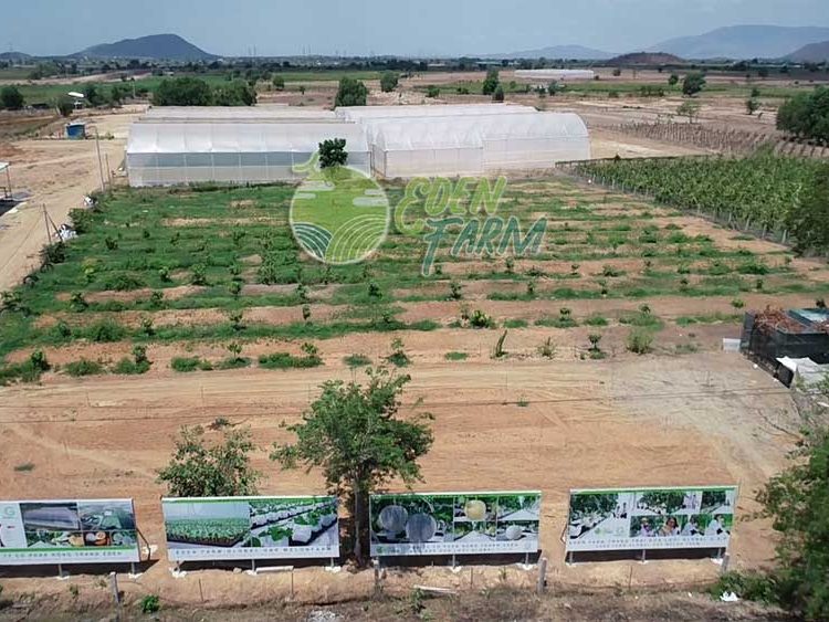 Toàn cảnh trang trại dưa lưới tại xã Thuận Hòa